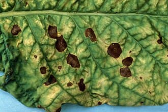 Alternaria Alternata