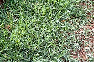 Bermuda Grass
