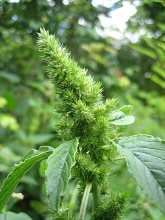 Common Pigweed