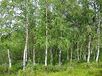 Common Silver Birch