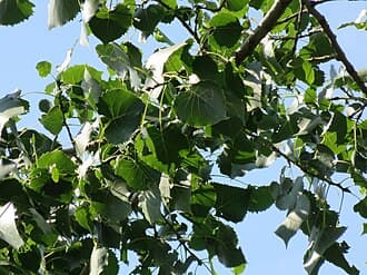 Cottonwood