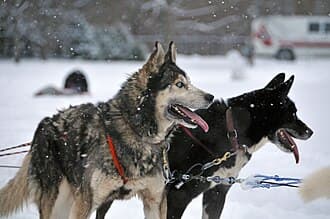 Dog Dander
