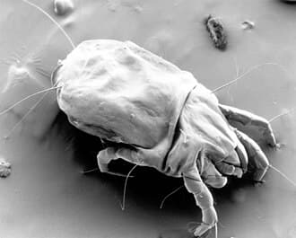 Dust Mite