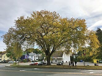 Elm