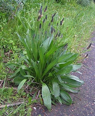 English Plantain