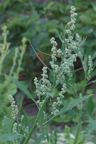 Lambs Quarter