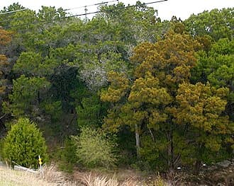 Mountain Cedar