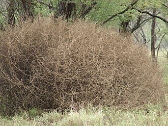 Russian Thistle
