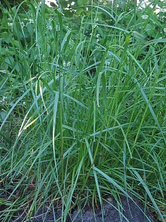 Rye Grass