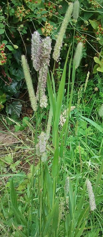 Timothy Grass