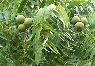 Walnut Tree