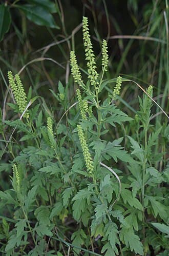 Western Ragweed